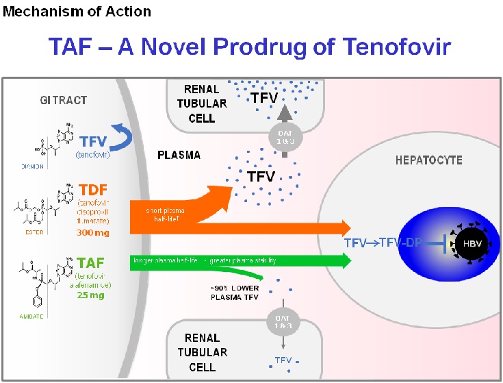 Sơ đồ minh họa quá trình chuyển hóa TDF và Tenofovir alafenamide (TAF) trong cơ thể con người