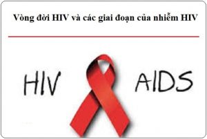 vong doi hiv va cac giai doan nhiem hiv